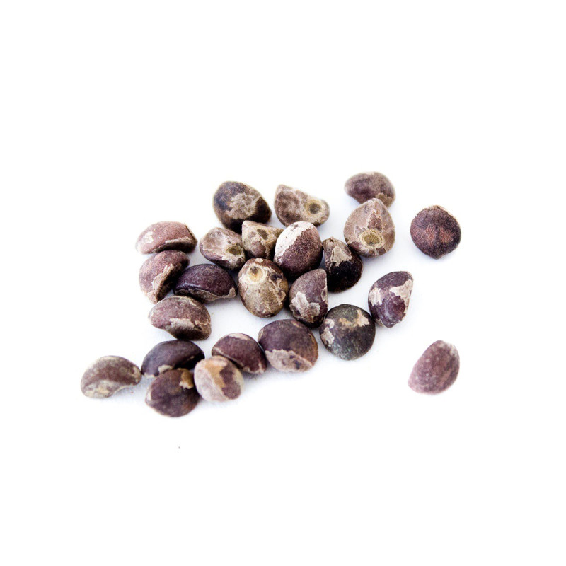 Hawaiian Baby Woodrose Madagascar | Bulk