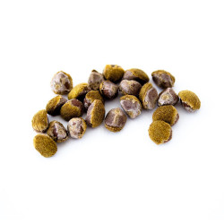 Hawaiian Baby Woodrose Hawaii | Seeds B2B