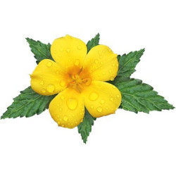 Damiana Extract | Turnera Diffusa Kopen