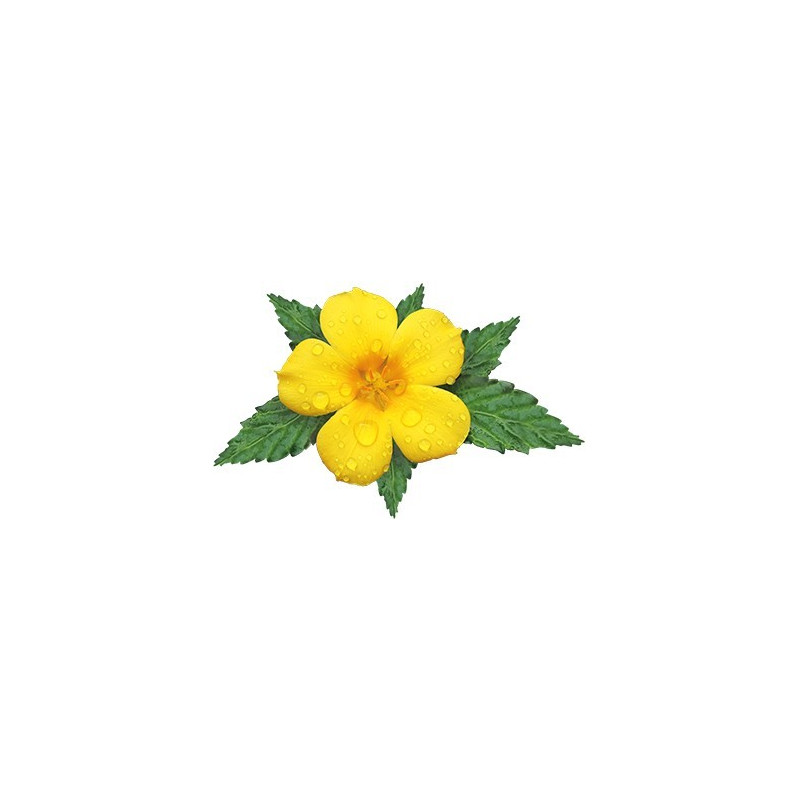 Damiana Extract | Turnera Diffusa Kopen