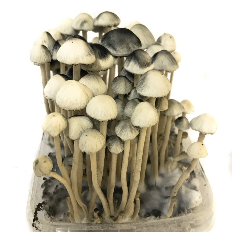 Copelandia Hawaiian Grow Kit | Panaeolus B2B