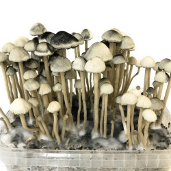Copelandia Hawaiian Grow Kit | Panaeolus B2B