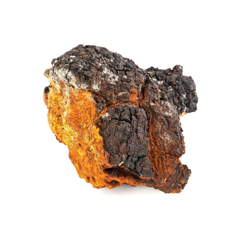 Chaga Mushroom Extract | NLNaturals Wholesale