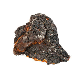 Chaga Mushroom Extract | NLNaturals Wholesale