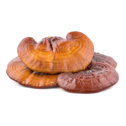 Reishi Mushroom Liquid Extract | Wholesale