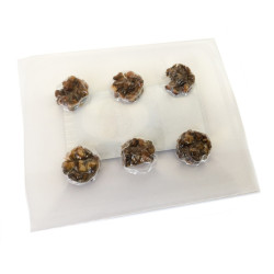 Microdosing Magic Truffles | Ready Pack B2B