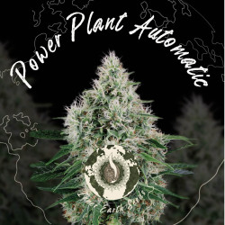 Power Plant Auto Feminized | Snelle Groei