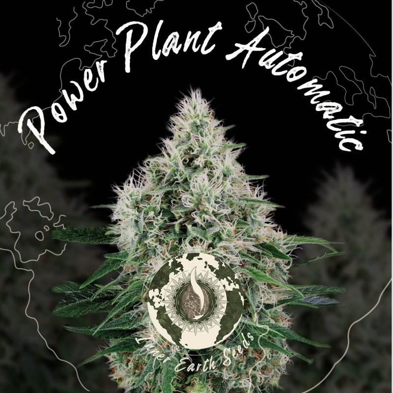 Power Plant Auto Feminized | Snelle Groei