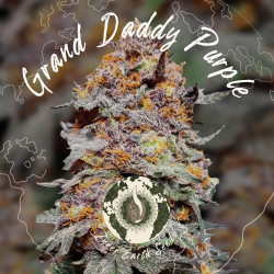 Granddaddy Purple Feminized | Indica Zaden