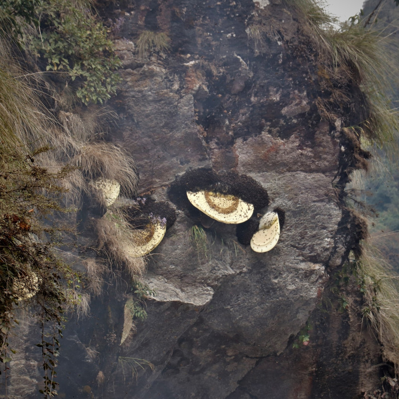 Mad Honey Nepal | Himalaya Wilde Honing Mad Honey Nepal | Himalaya Wilde Honing