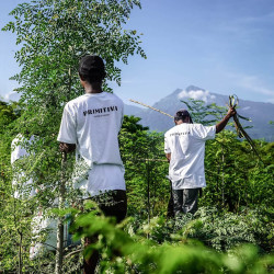 Kurkumawortel - Primitiva Pills (45g)