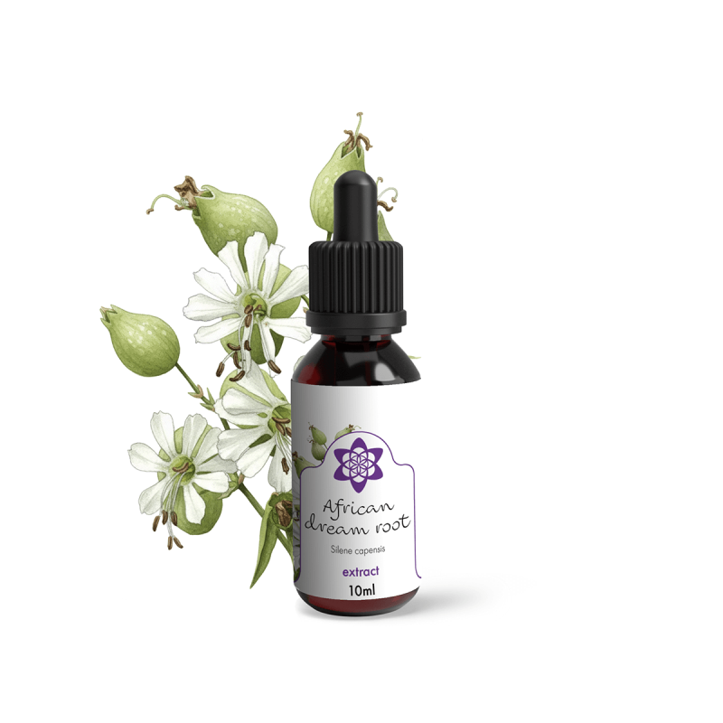 African Dream Root Extract | Groothandel