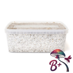 B+ Cubensis Grow Kit | Multi-Flush B2B