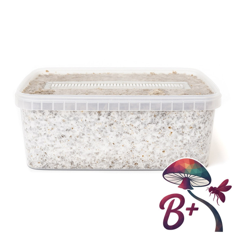 B+ Cubensis Grow Kit | Multi-Flush B2B