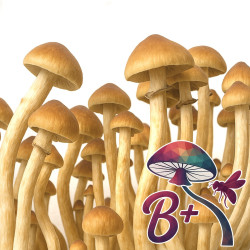 B+ Cubensis Grow Kit | Multi-Flush B2B