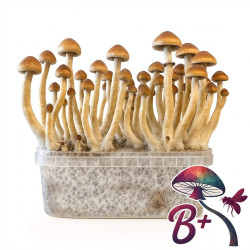 B+ Cubensis Grow Kit | Multi-Flush B2B