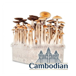 Cambodian Cubensis Paddo Kit | Snelle Groei