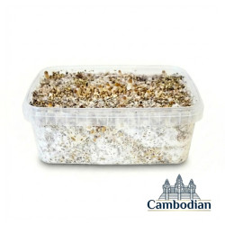 Cambodian Cubensis Grow Kit | Fast Grow B2B