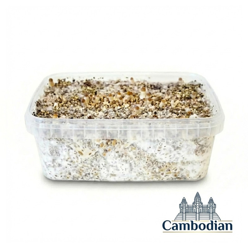 Cambodian Cubensis Grow Kit | Fast Grow B2B