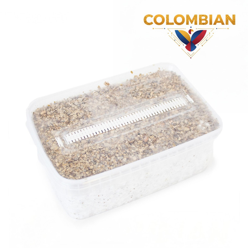 Colombian Cubensis Grow Kit | Wholesale B2B