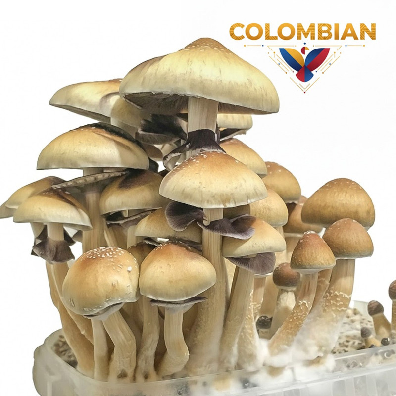 Colombian Cubensis Grow Kit | Wholesale B2B