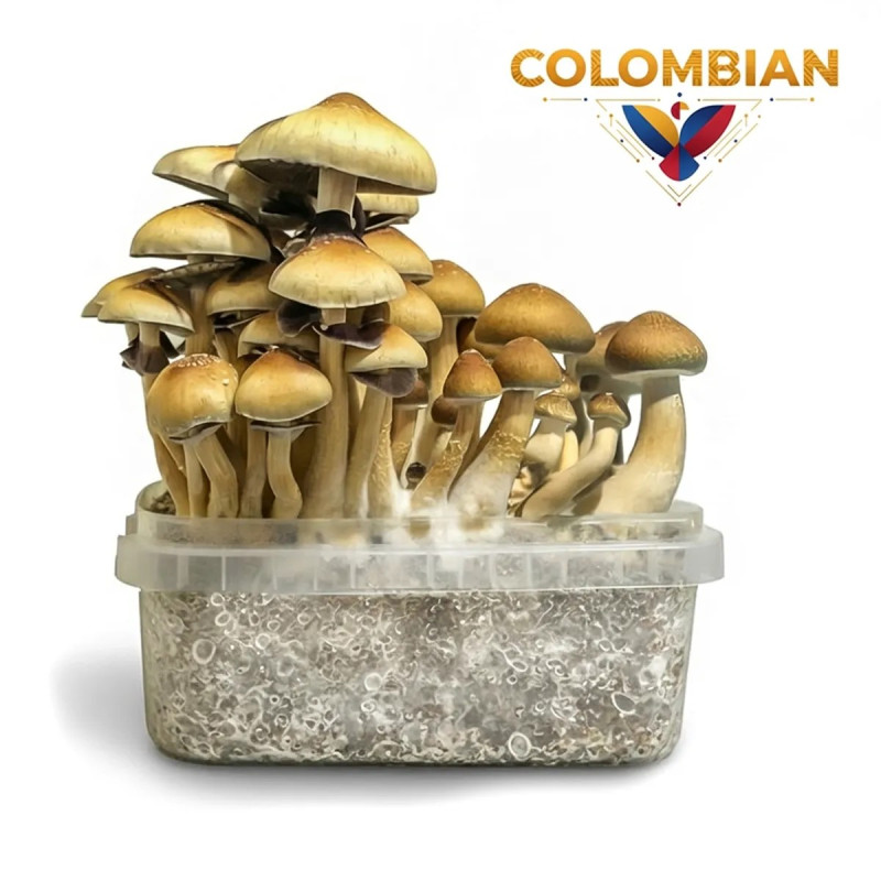 Colombian Cubensis Grow Kit | Wholesale B2B