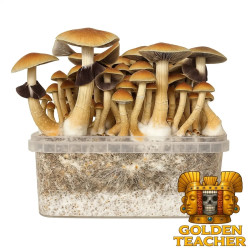 Golden Teacher Grow Kit | Multi-Flush B2B