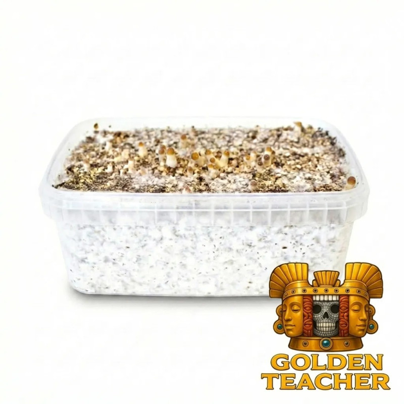 Golden Teacher Grow Kit | Multi-Flush B2B