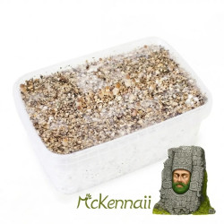 McKennaii Cubensis Grow Kit | Advanced B2B