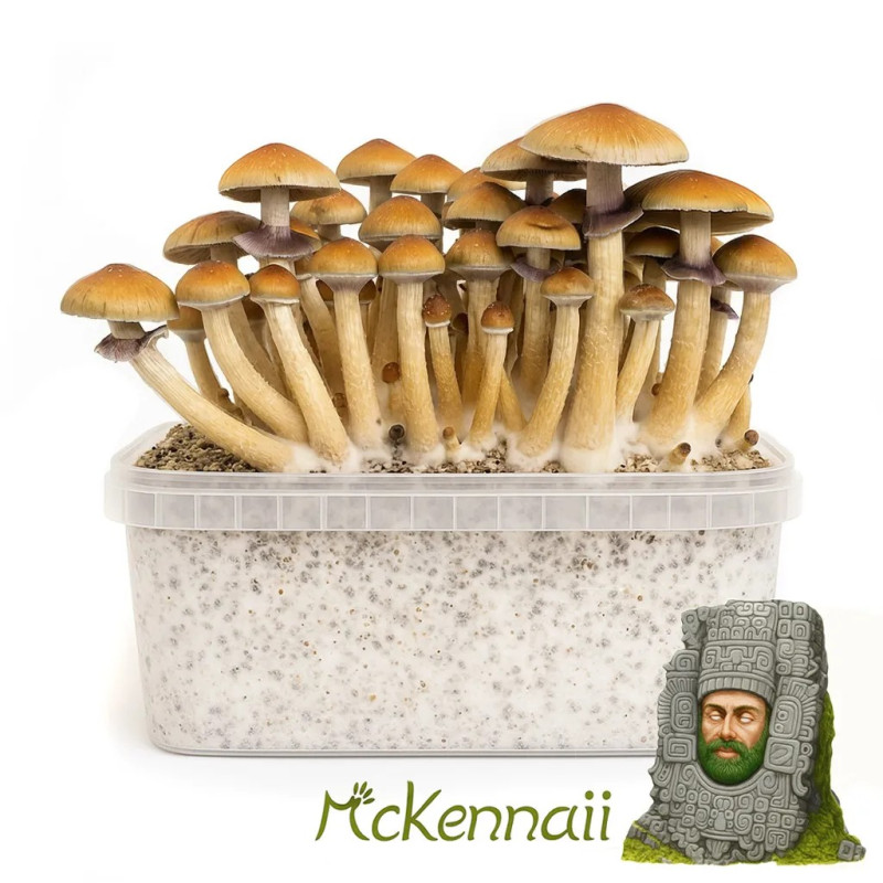 McKennaii Cubensis Grow Kit | Advanced B2B