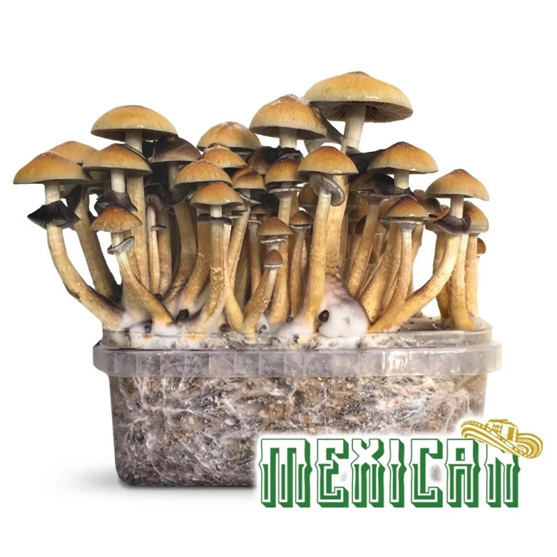 Mexican Cubensis Grow Kit | Beginner B2B
