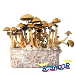 Ecuador Cubensis Grow Kit Wholesale | NLNaturals