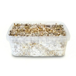 Ecuador Cubensis Grow Kit Wholesale | NLNaturals Ecuador Cubensis Grow Kit Wholesale | NLNaturals