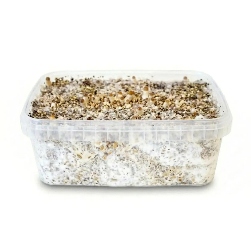 Ecuador Cubensis Grow Kit Wholesale | NLNaturals Ecuador Cubensis Grow Kit Wholesale | NLNaturals