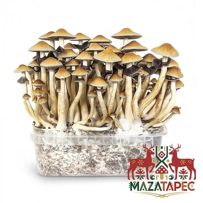 Mazatapec Cubensis Grow Kit | Bulk Supply
