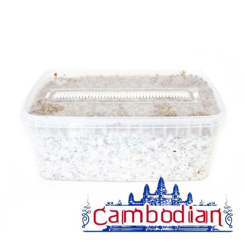 Cubensis Cambodian - Paddo Grow kit | NLNaturals Smartshop Wolesale Cubensis Cambodian - Paddo Grow kit | NLNaturals Smartshop Wolesale