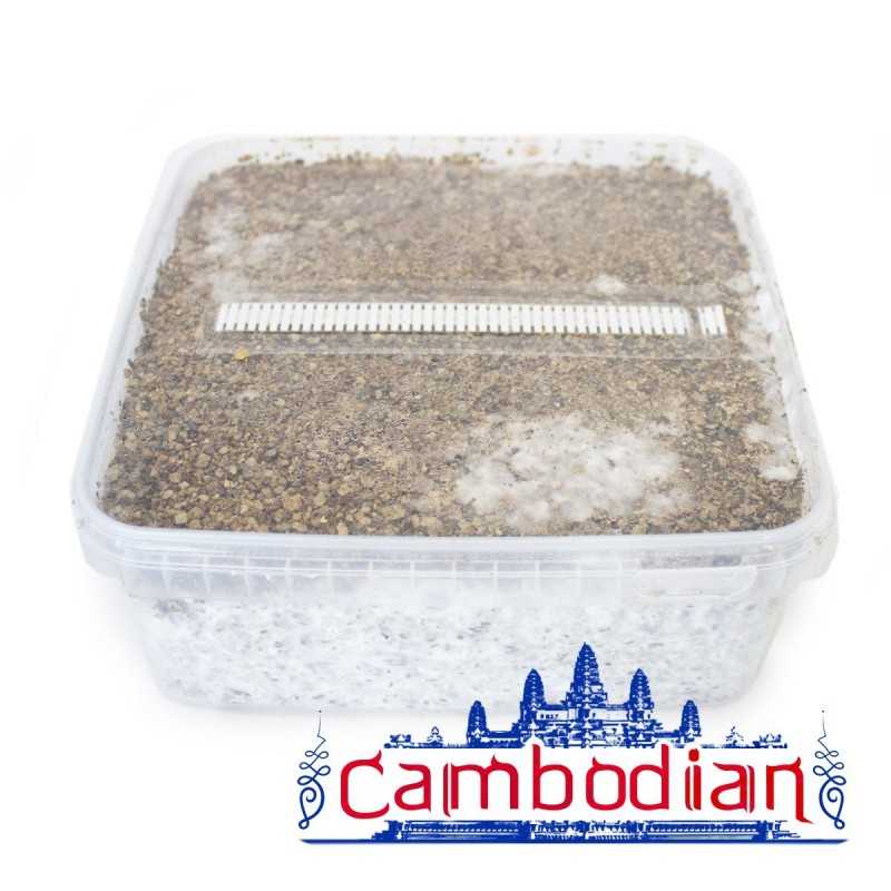 Psilocybe Cubensis Cambodian Paddo Grow Kit NLNaturals Wolesale