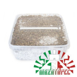 Mazatapec Cubensis Grow Kit | Bulk Supply