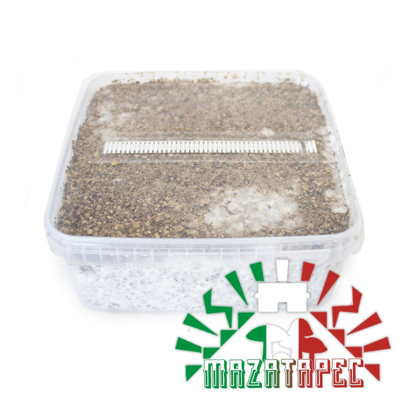 Mazatapec Cubensis Grow Kit | Bulk Supply
