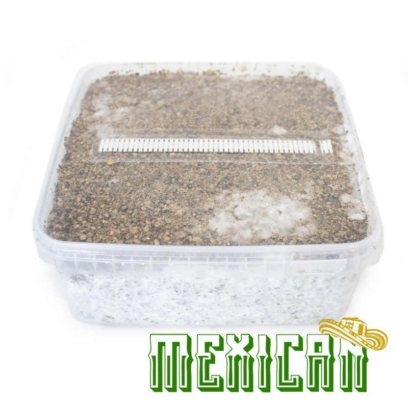 Mexican Cubensis Grow Kit | Beginner B2B