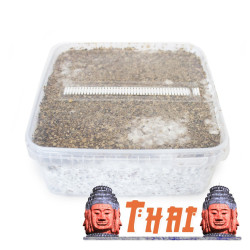 Thai Cubensis Grow Kit | Tropical Strain B2B