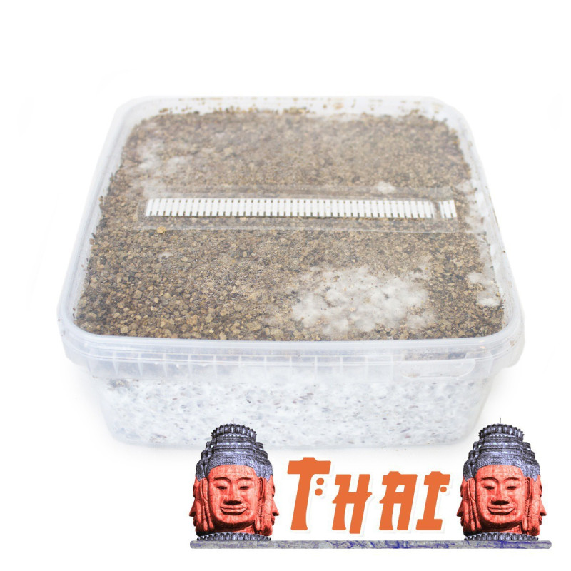 Thai Cubensis Grow Kit | Tropical Strain B2B