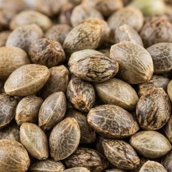 Inner Earth Seeds