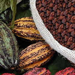 Raw Cacao